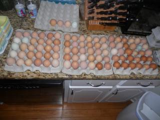 79990_eggss.jpg