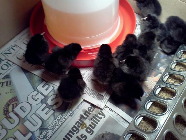 80060_baby_chicks.jpg