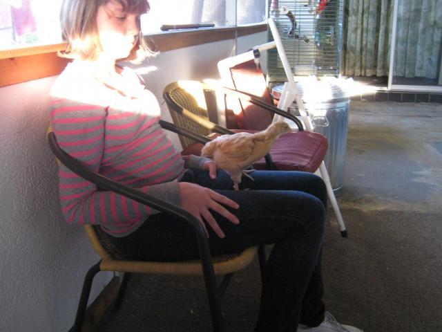 80081_chickens_044.jpg