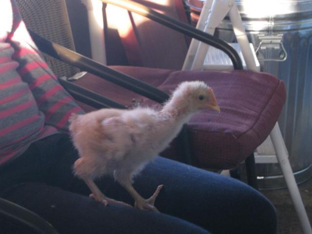 80081_chickens_046.jpg