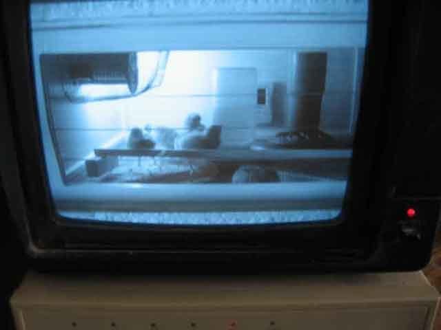 800_chick_cam.jpg