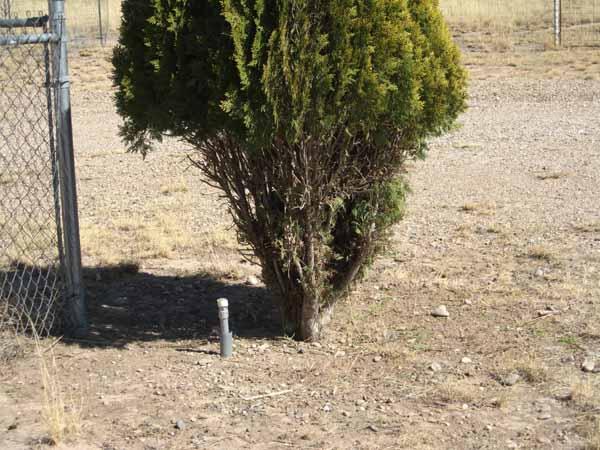 800_tree2.jpg