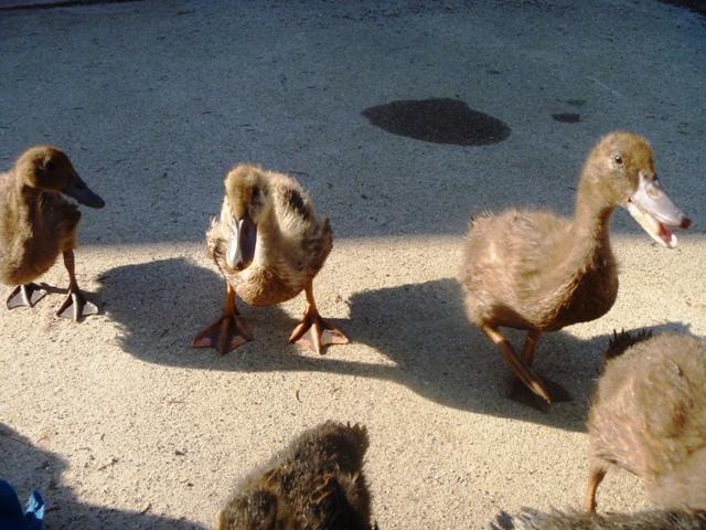 80125_ducks.jpg