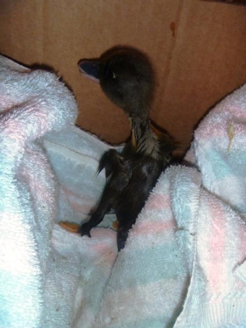 80125_wetduck.jpg