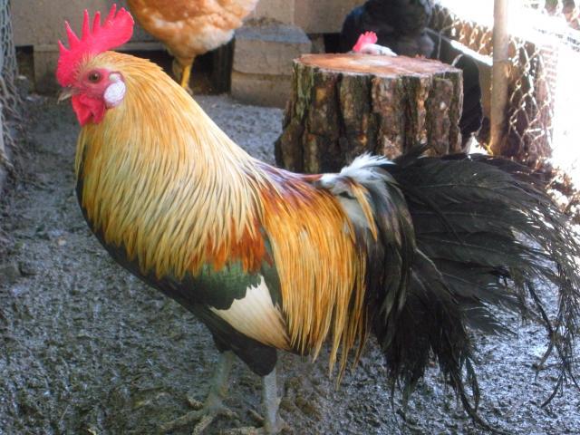 80140_dscn5203.jpg