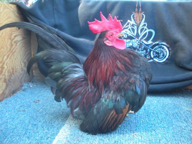 80140_dscn7206.jpg