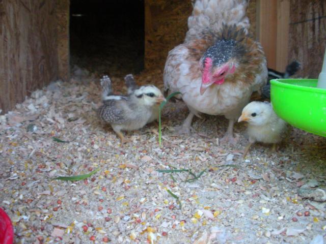 80140_dscn7245.jpg