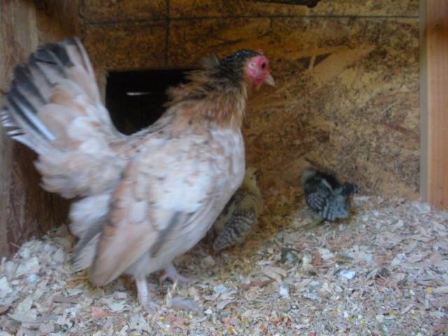 80140_dscn7253.jpg