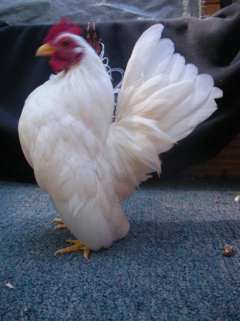 80140_dscn7279.jpg