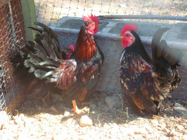 80140_dscn7513.jpg