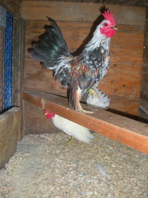 80140_dscn7514.jpg