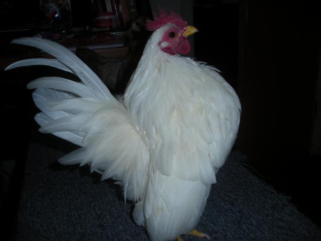 80140_dscn7827.jpg