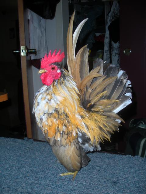 80140_dscn7835.jpg