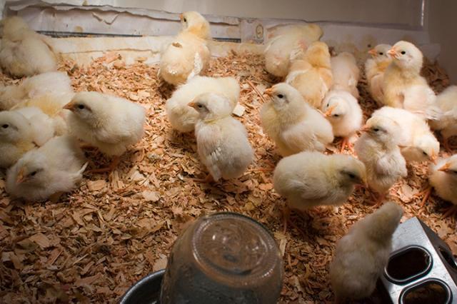 8021_brooder-1.jpg