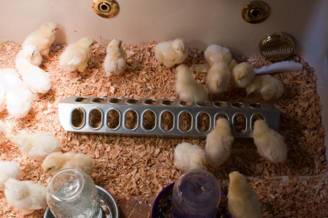 8021_brooder-2.jpg