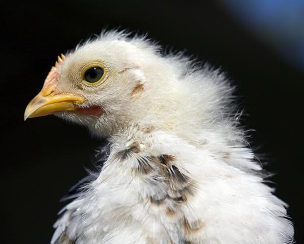 8021_mfchick2a.jpg