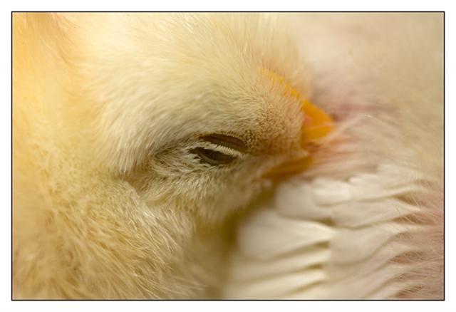 8021_sleeping-chickresized.jpg