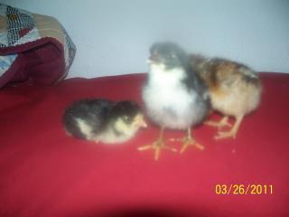 80267_chicks_050.jpg