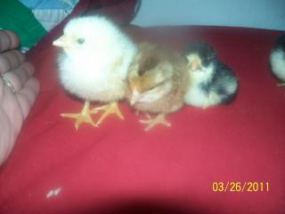 80267_chicks_051.jpg