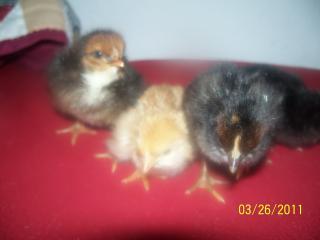 80267_chicks_053.jpg