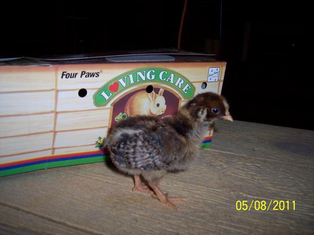 80272_barnie_chick_pic_1.jpg