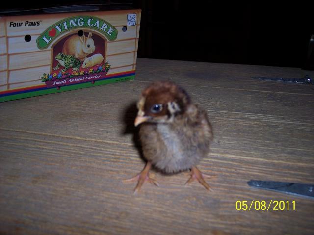 80272_barnie_chick_pic_2.jpg