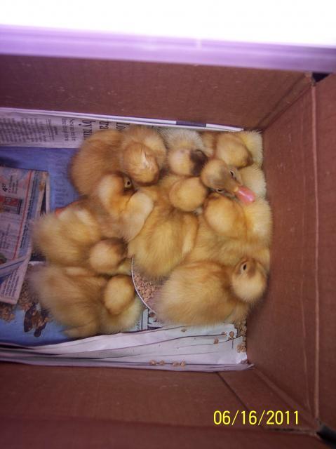 80272_ducklings_1_002.jpg