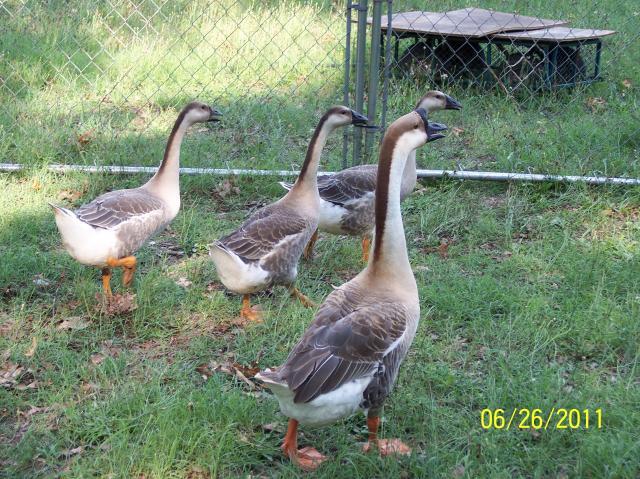 80272_geese2.jpg