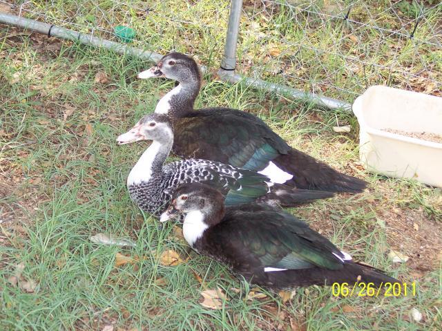 80272_muscovy2.jpg