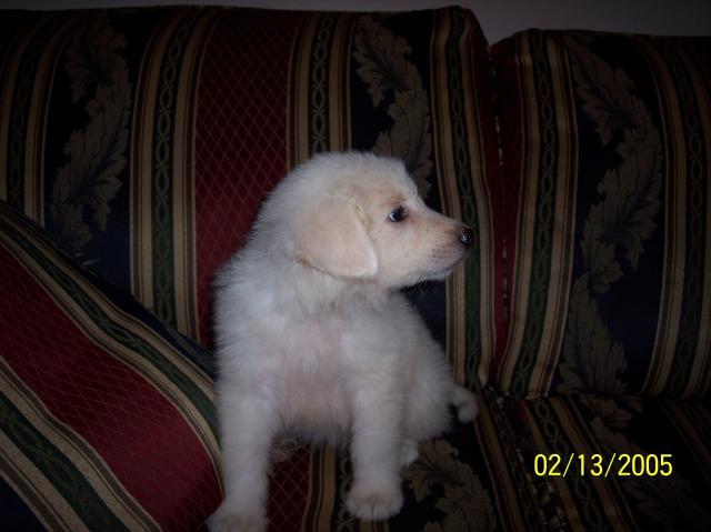 80272_precious2.jpg