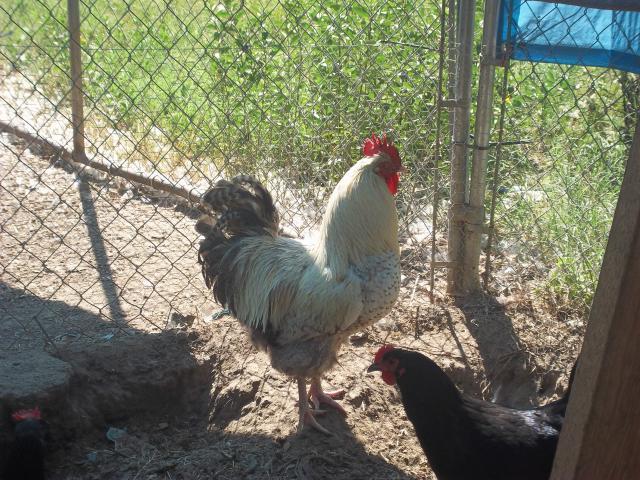 80272_rooster_014.jpg