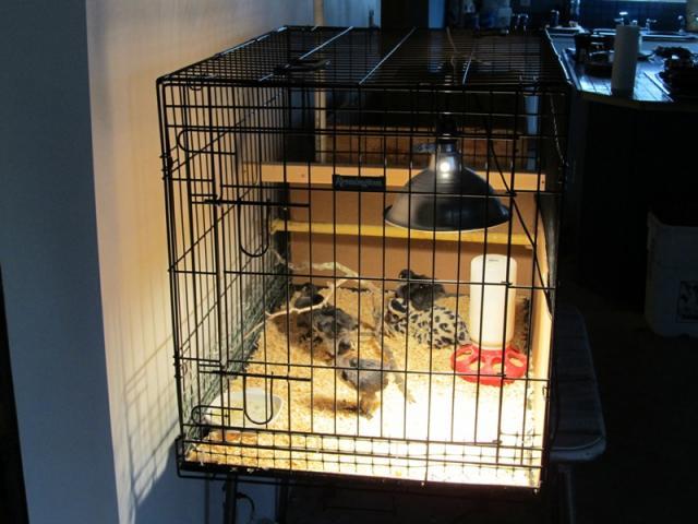 80275_cage_brooder3.jpg