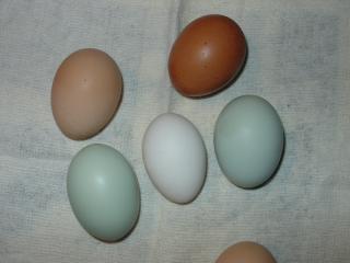 8029_eggs_004.jpg