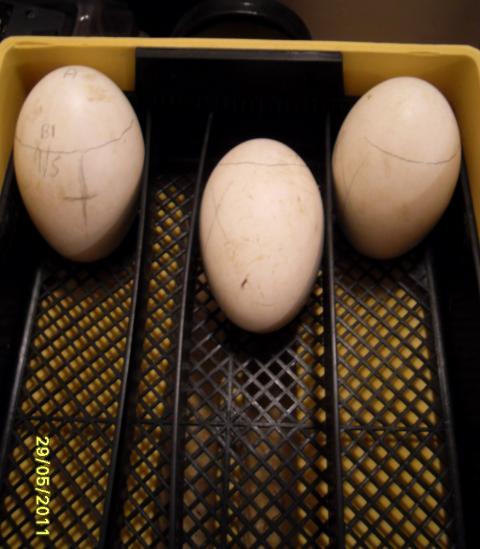 80310_aircell-rupture_21days-incubation_position.jpg
