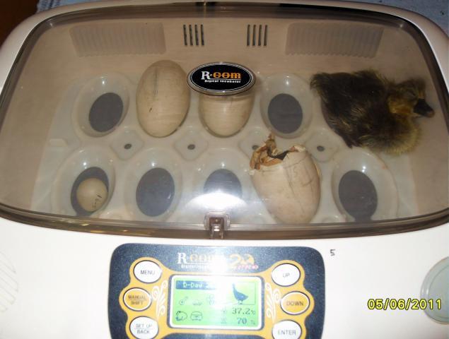 80310_aircell-rupture_hatch.jpg
