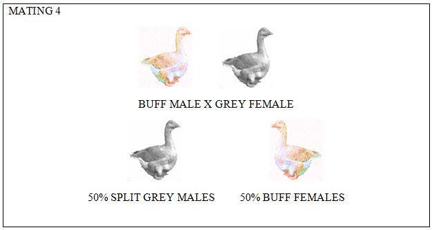 80310_buff_chart4.jpg