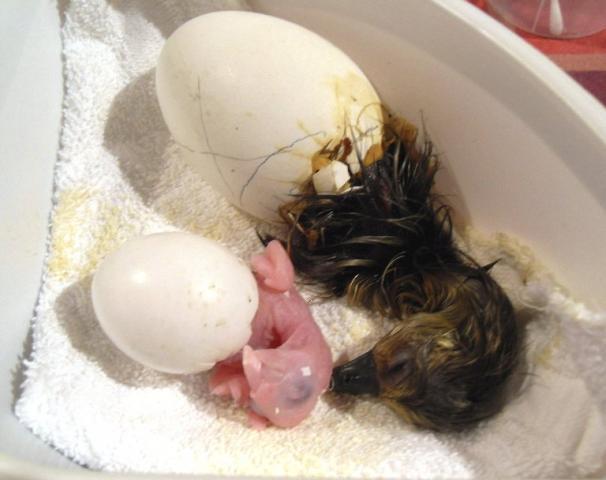 80310_dewlap-macaw_hatch.jpg