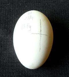 80310_egg-marking.jpg