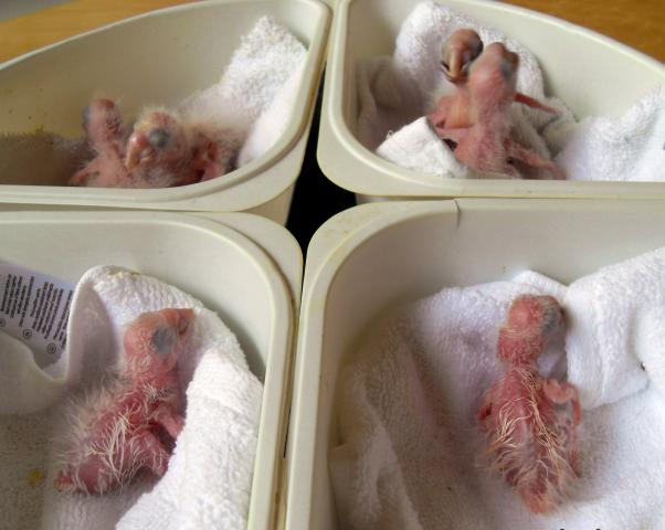 80310_hatchlings.jpg