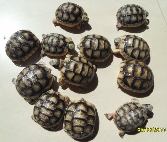 80310_torts_-_12.jpg