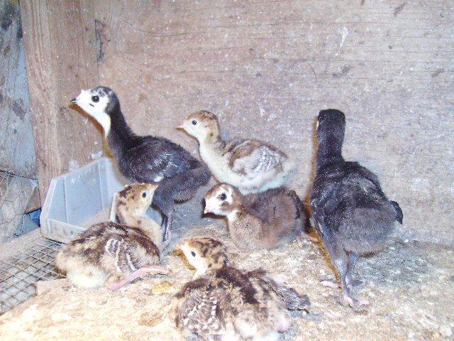 80325_lordvoldemorts_pic_poults.jpg