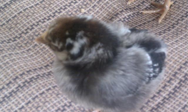 80337_chick2.jpg