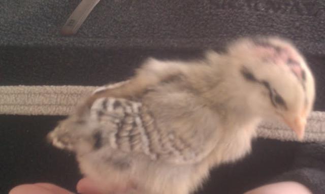 80337_chick3.jpg