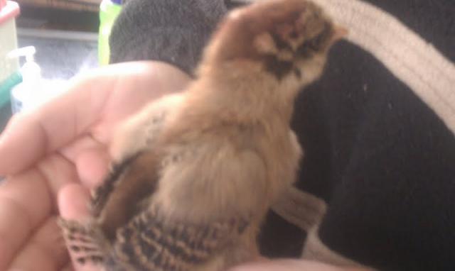 80337_chick4.jpg