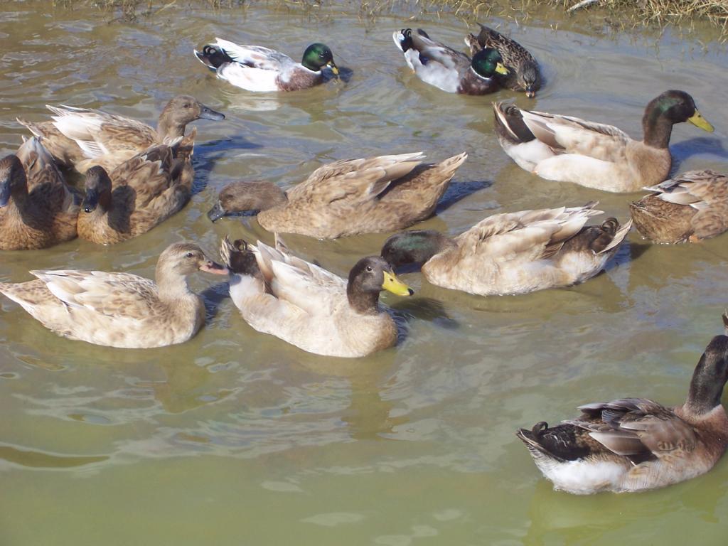 80427_ducks_137.jpg