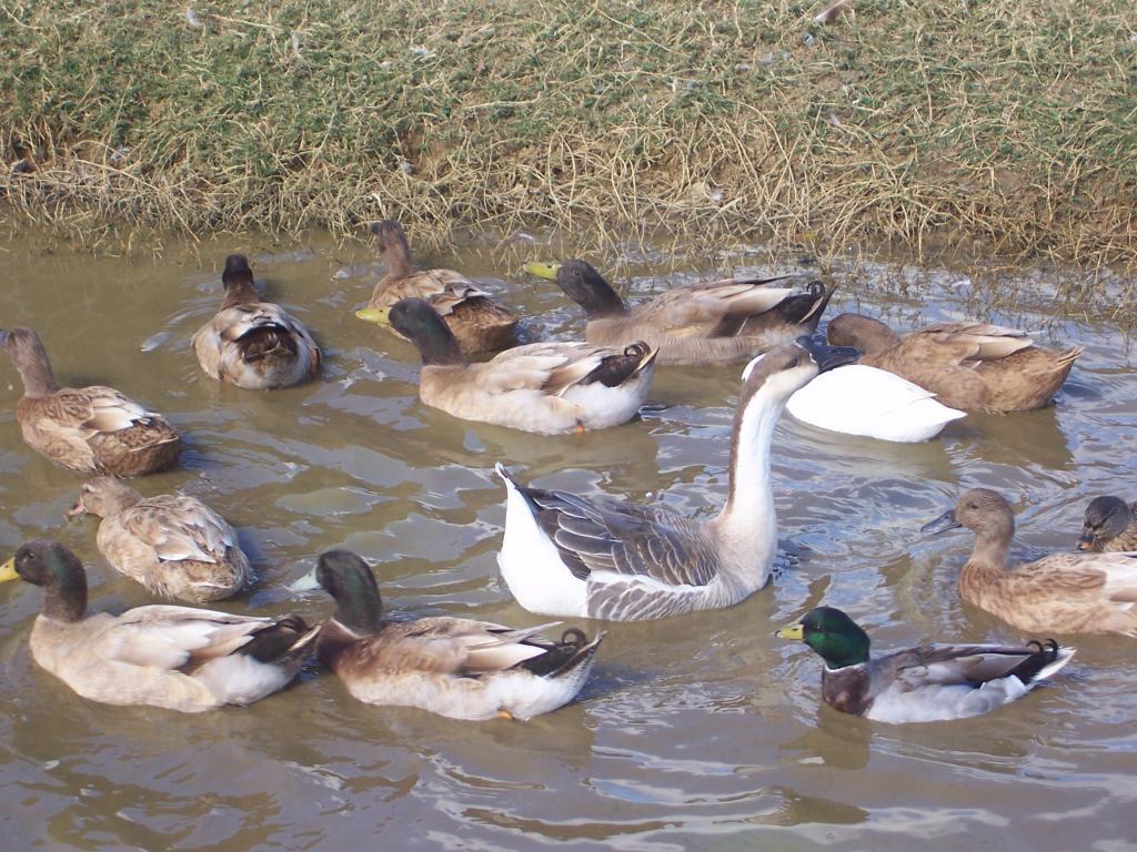 80427_ducks_140.jpg