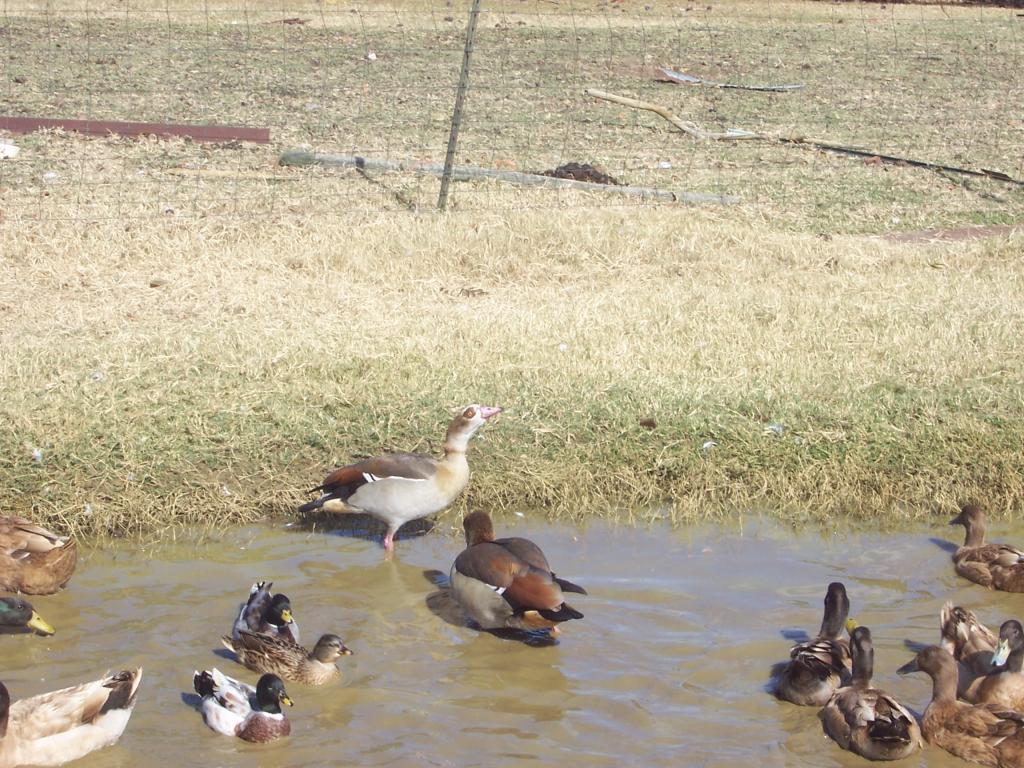 80427_ducks_150.jpg