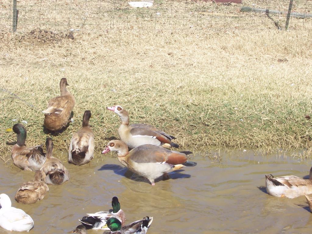 80427_ducks_151.jpg