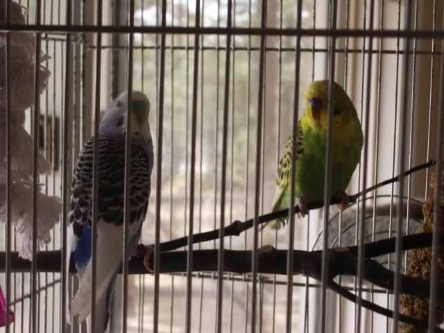 80433_imgp2382.jpg