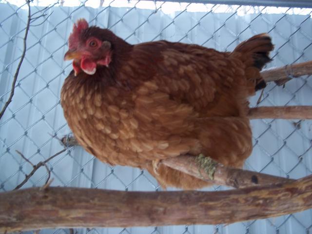 All About Buff Orpington S And Rhode Island Red S Check This Out
